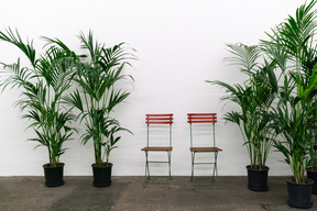 Plantes vertes en pots et deux chaises rouges dans une salle lumineuse