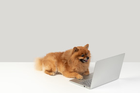 Dogs are into tech too