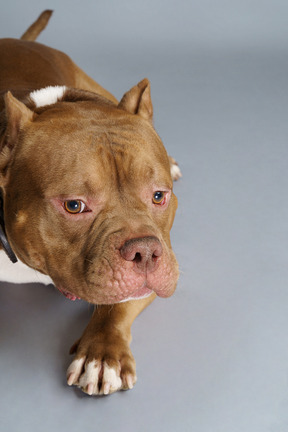 Close-up of a brown bulldog sadly looking aside