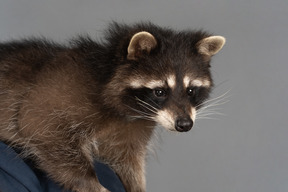 A cute raccoon