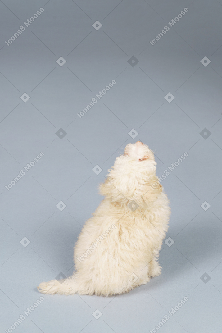 Front view of a curious tiny poodle looking up