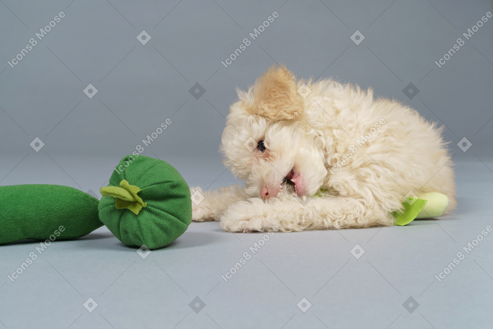 De corpo inteiro de um pequeno poodle brincando com vegetais de brinquedo