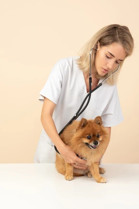 Atractivo veterinario examinando un spitz