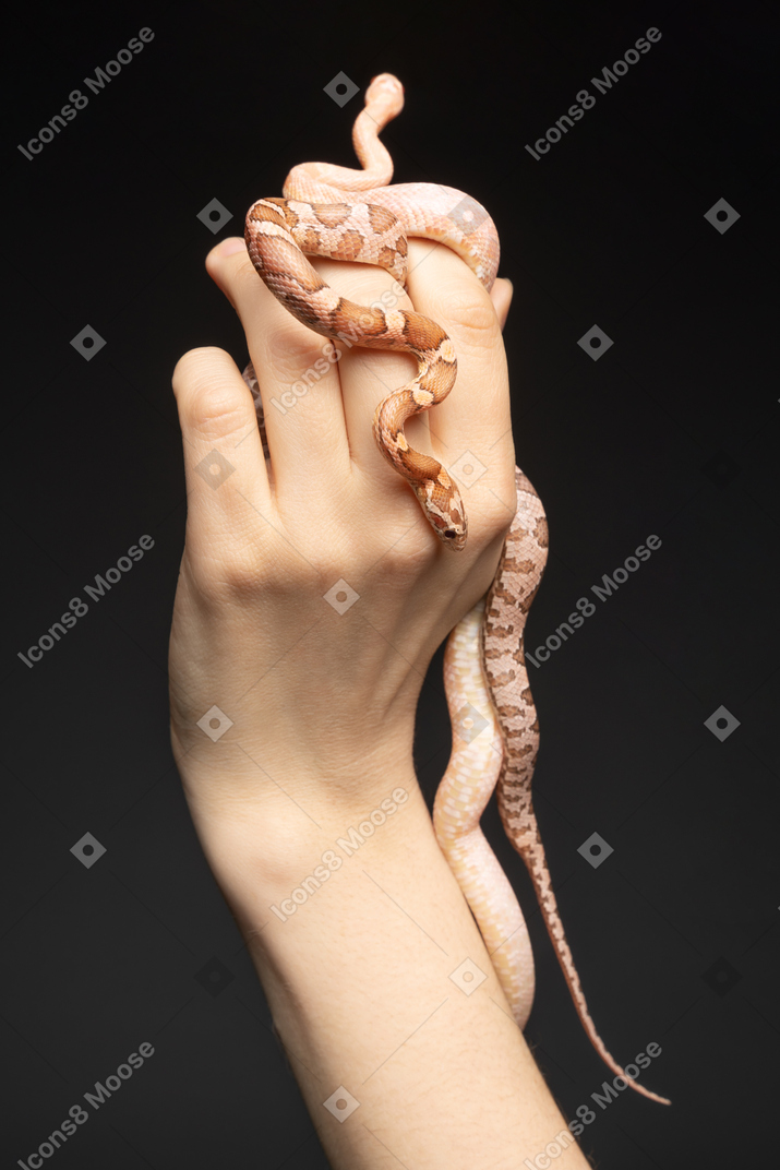 Маленькая кукурузная змея изгибается вокруг руки человека