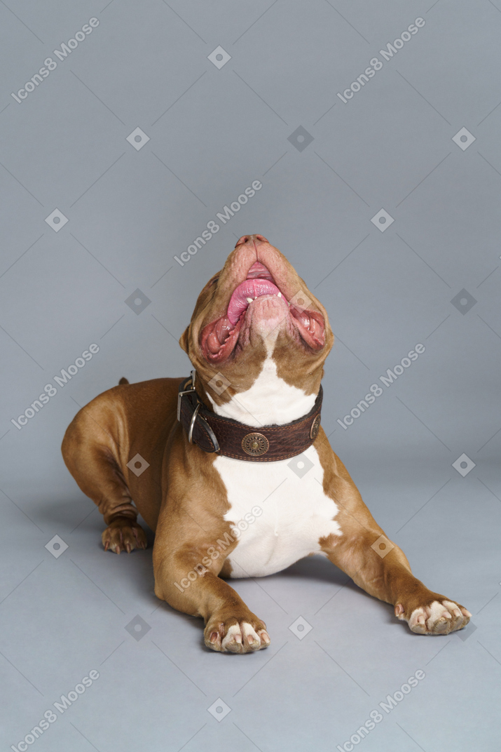 Vorderansicht einer liegenden braunen bulldogge, die nach oben schaut