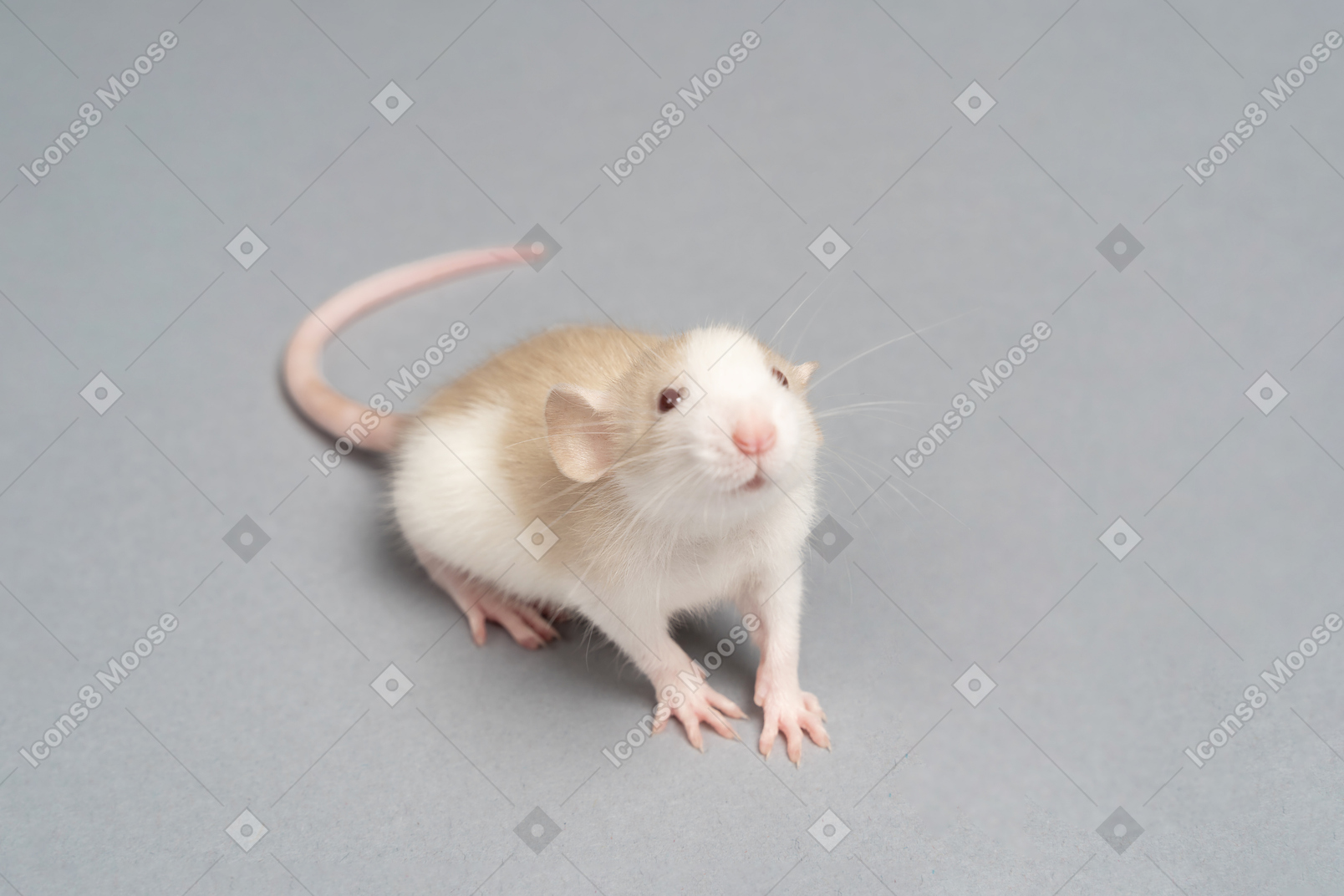 Un curioso topo bianco e grigio