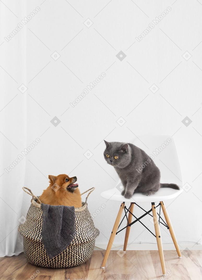 Cute pomeranian dog sitting in a basket and a grumpy cat sitting on a chair