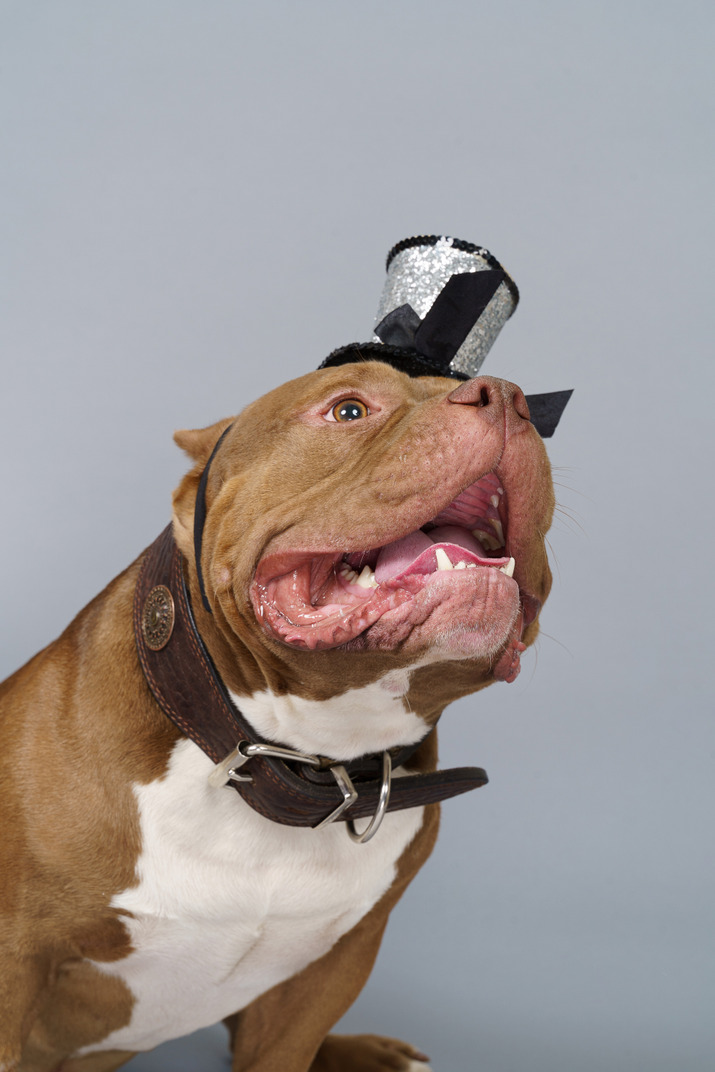 Close-up a brown bulldog in collar and shiny hat looking aside