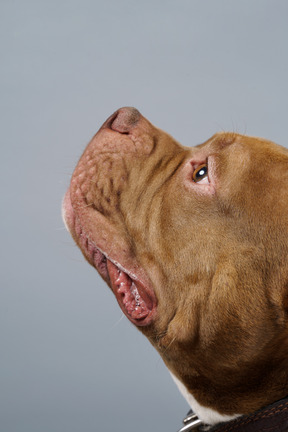 Retrato em close-up lateral de um bulldog marrom olhando para o lado