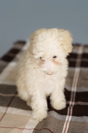 Vista frontal de um poodle fofo sentado em um cobertor olhando para baixo