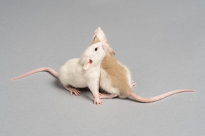 Two playing mice on grey background