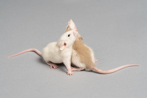 Deux souris jouant sur fond gris