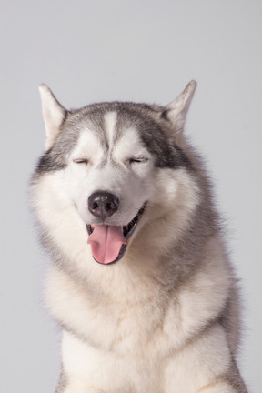 Perro husky con la lengua fuera y los ojos cerrados.