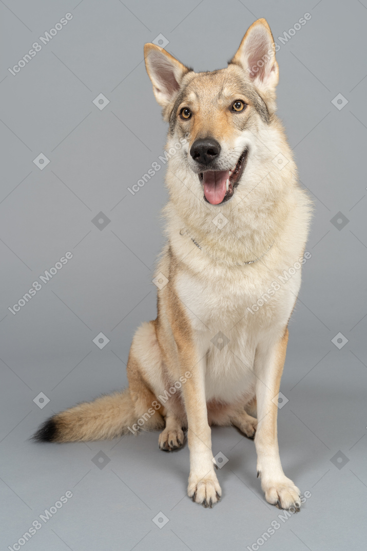 Gorgeous german shepherd posing for a camera