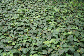 Les feuilles de la belle plante verte se promener