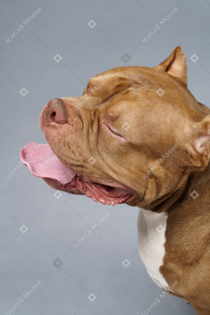 Primo piano un bulldog marrone chiudendo gli occhi e mostrando la lingua