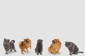 A group of cats and dogs standing in a row