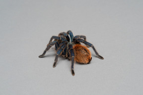 Spider on grey background