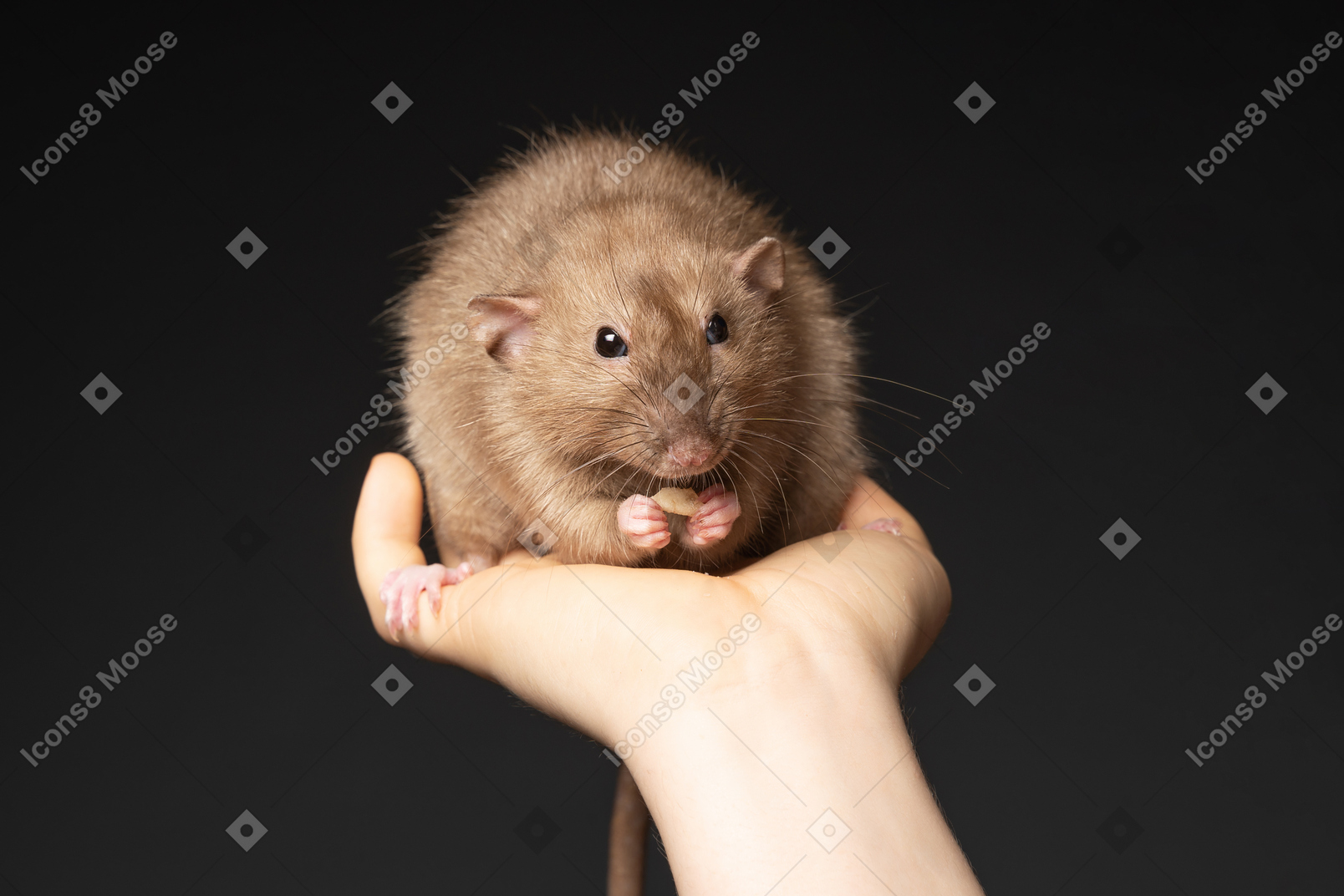 Cute gray mouse eating in human hands