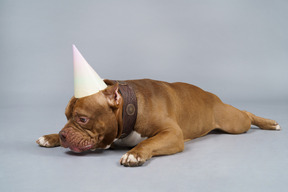 Front view of a sad brown bulldog in a dog collar and cap looking down