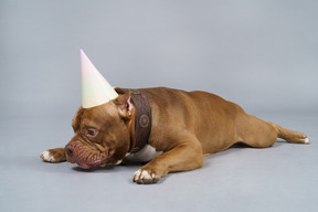 Vue de face d'un bouledogue brun triste dans un collier de chien et une casquette à la bas