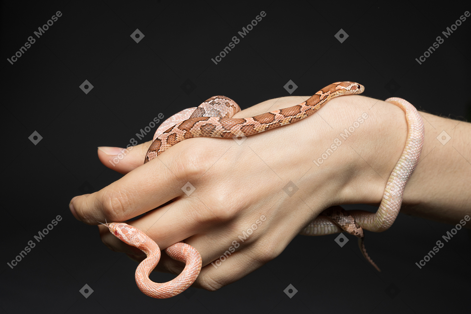 Dos pequeñas serpientes de maíz en la mano del ser humano