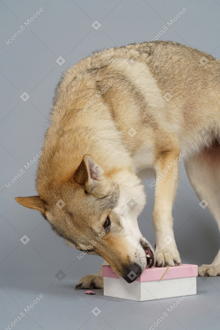 Close-up of a wolf-like dog searching for something in a box