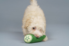 De cuerpo entero de un pequeño caniche que muerde un pepino de juguete