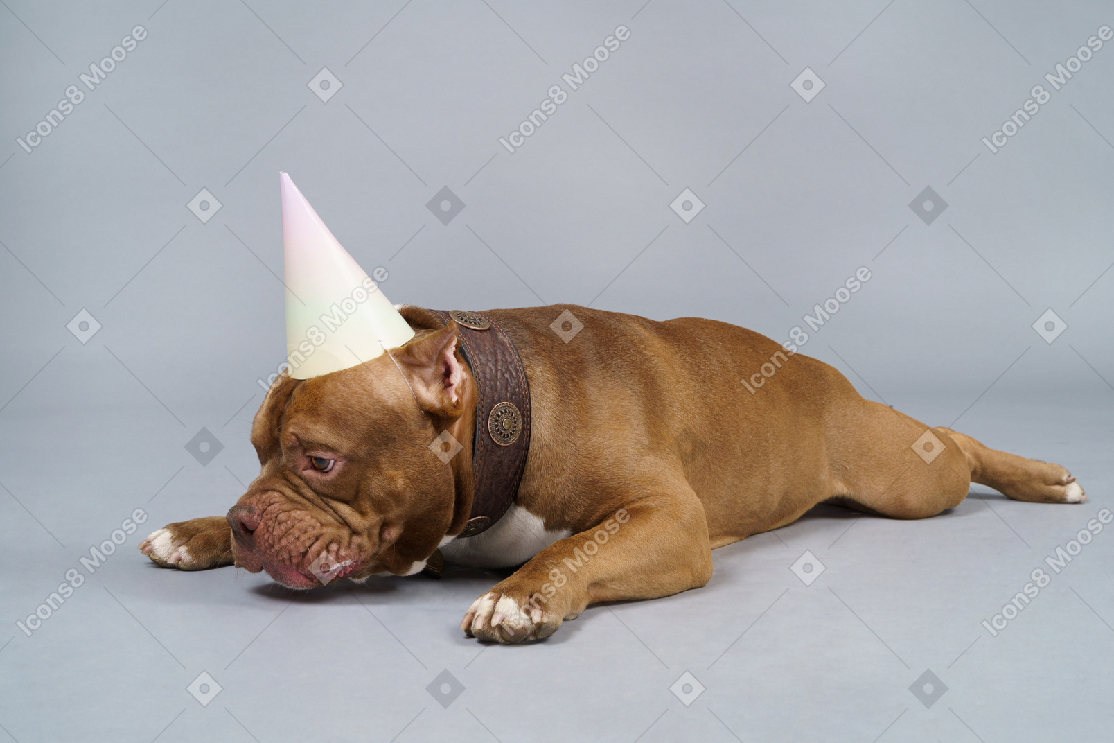 Vorderansicht einer traurigen braunen bulldogge in einem hundehalsband und einer kappe, die unten schauen