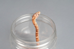 A small snake getting out of a plastic jar