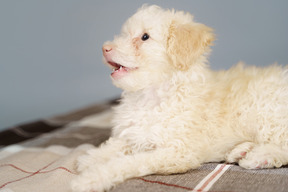 一只小小狗躺在一张检查的毯子上，放在一边看的特写