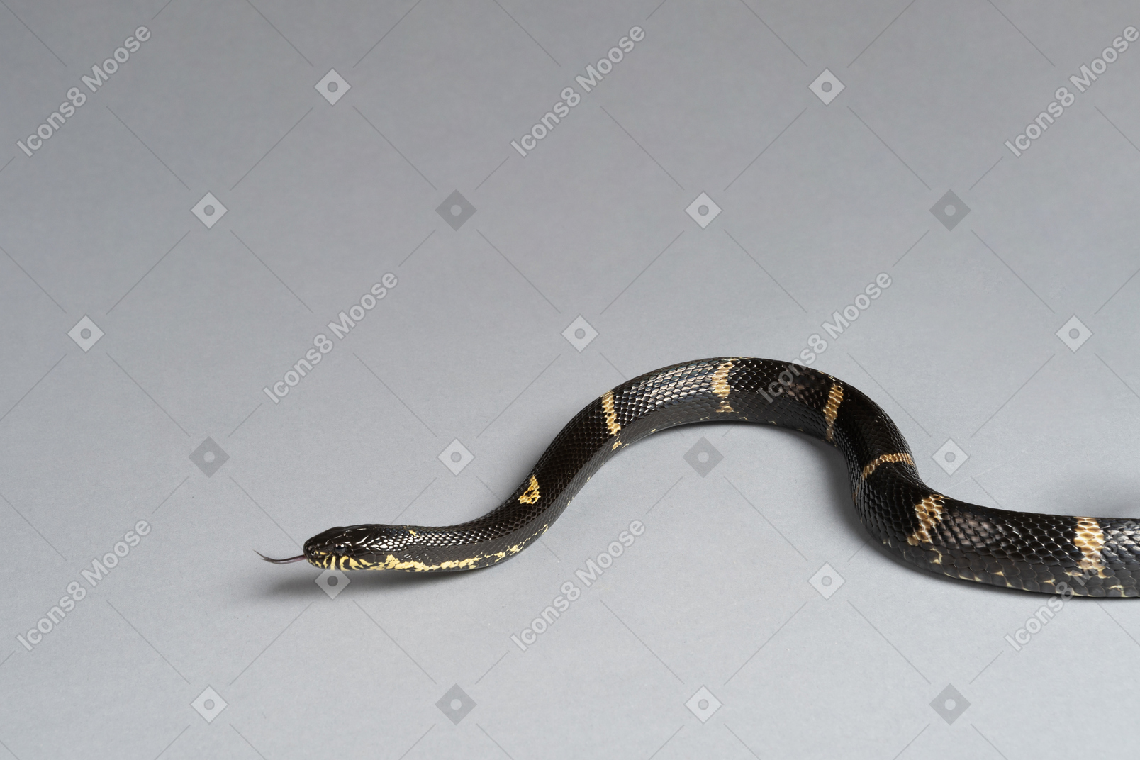 Serpiente negra rayada con su lengua afuera