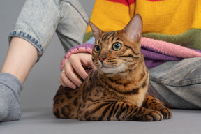 Lindo gato de bengala mirando cuidadosamente