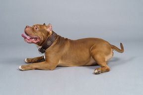 Side view of a brown bulldog looking aside opening jaws