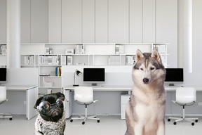 Husky and pug in an office setting