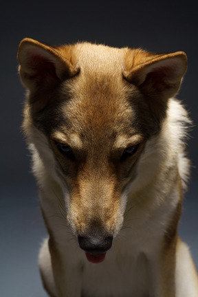 Close-up de um cachorro parecido com um lobo olhando para baixo