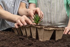 Human hands putting a seedling into a peat pot