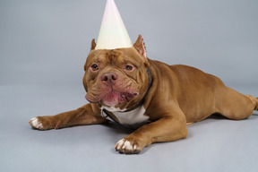 Close-up a sad lying brown bulldog in a dog collar and cap looking at camera