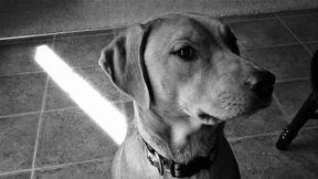 Perro