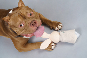 Vista de cima de um bulldog marrom com um coelhinho de brinquedo olhando para a câmera