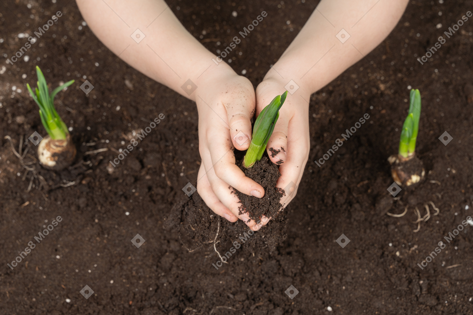 小さな植物を持っている人間の手