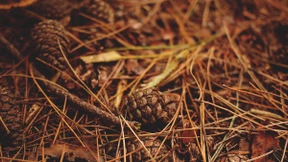 Naturaleza