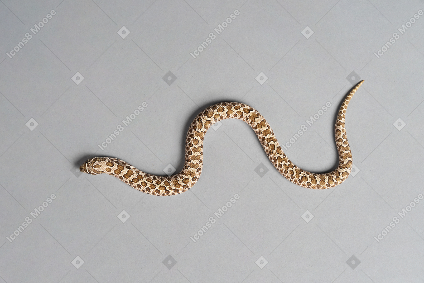 Un petit serpent de maïs