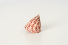 Sea shell on a white background