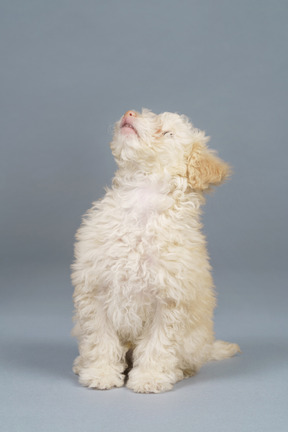 Front view of a curious tiny poodle looking up