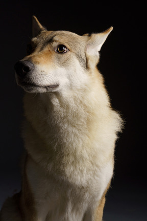 Primo piano di un cane simile a un lupo che osserva in su