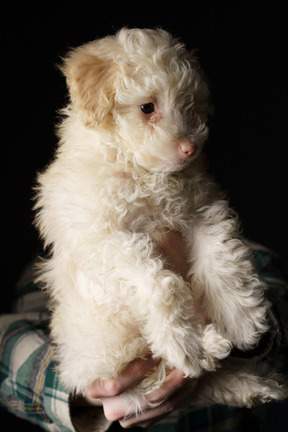 Caniche blanco en manos humanas aislado en negro