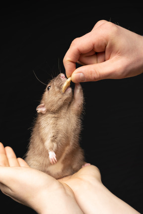 Lindo ratón gris comiendo en manos humanas