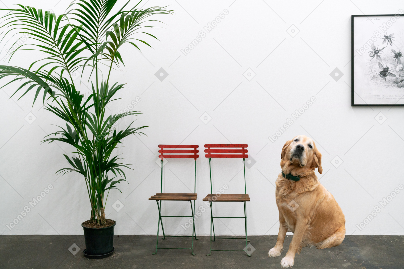 A dog in a living room