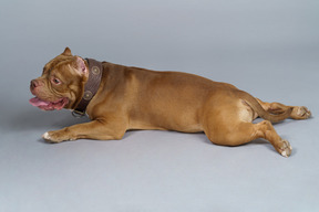 Vista lateral de um bulldog marrom deitado olhando para o lado